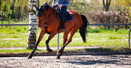 Horse with rider on the riding arena galloping, horse in support step..