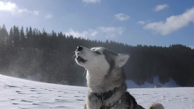 cute siberian husky dog howling in snowy winter mountain scenery