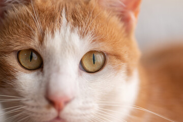 見つめる猫　茶白猫