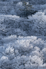 凍りつく樹氷の森