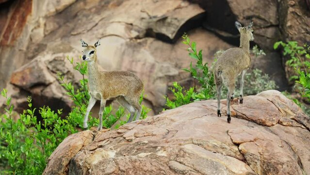 a Pair of Klipspringers on the rocks
