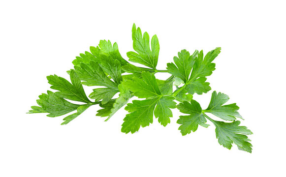 Parsley Leaf