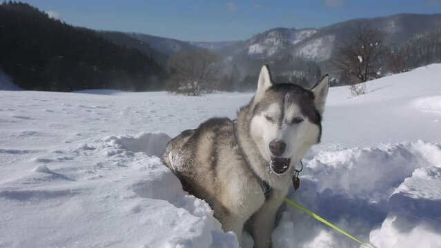 cute siberian husky dog howling in snowy winter mountain scenery