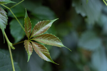 Young leaves of a wild grape on a dark green background

