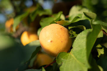 orange fruit on tree