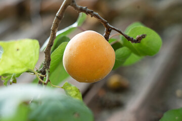 apricots on a branch