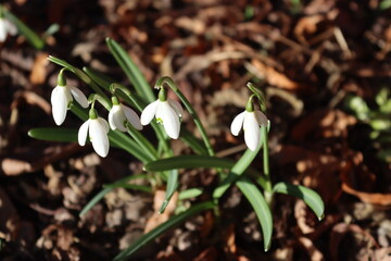 Sweden. Leucojum vernum, called the spring snowflake, is a species of flowering plant in the family Amaryllidaceae. It is native to central and southern Europe from Belgium to Ukraine.