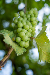 close up of a bunch of grapes shot with shallow depth of field