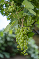 close up of a bunch of grapes shot with shallow depth of field
