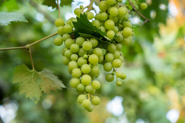 close up of a bunch of grapes shot with shallow depth of field