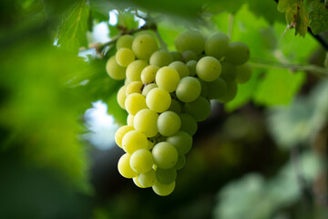 close up of a bunch of grapes shot with shallow depth of field