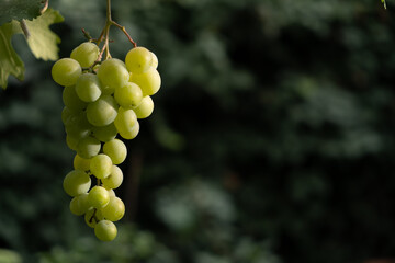 bunch of grapes lit with the sun on a dark background