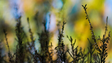 Macro de bruyères sauvages