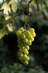 bunch of grapes lit with the sun on a dark background