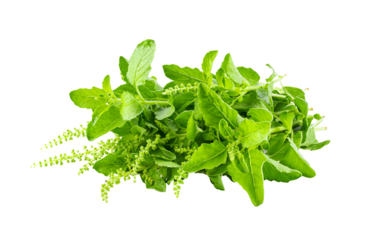 Holy Basil Ocimum sanctum isolate on transparent png