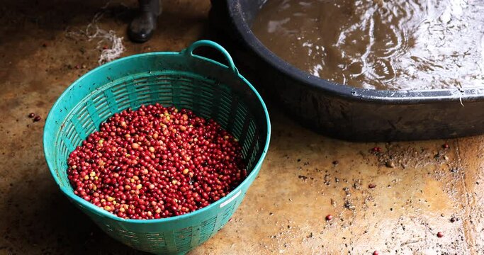 worker are sorting of goods quality cherry coffee beans with water system at factory community north of chiang rai thailand. 4k video