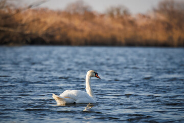 Fototapeta premium White swan on lake. Small waves on blue water surface. Big bird in natural habitat