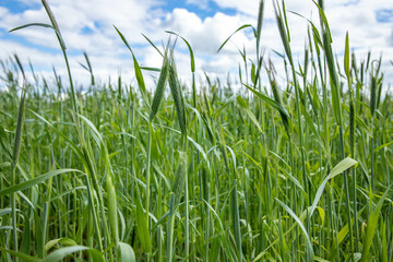 green bright grass in the field, wheatgrass.
