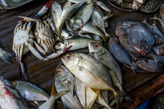 Close up view of fishes in the small market in India. High quality photo