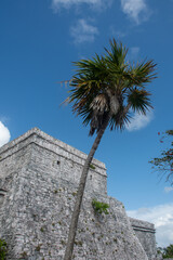 Mayan Temple at Tulum Yucatan Mexico with Palm tree in foreground - 577328881