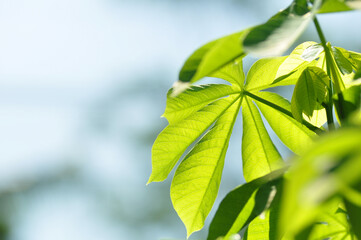 Nature close-up of green casava leaves selective focus