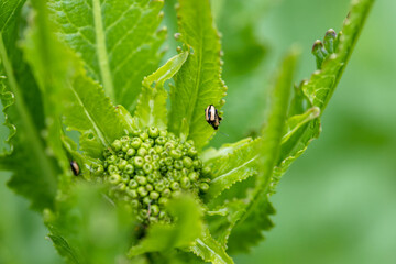 close-up flea beetle black insect with dung on leaf