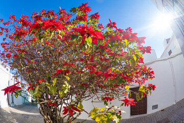 Gorgeous full grown colorful poinsettia tree in Andalusia 