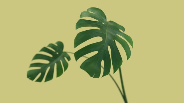 Monstera plant growing animation. Yellow background