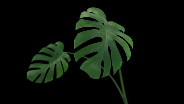 Monstera plant growing animation. Including alpha channel for transparency. Realistic depth of field