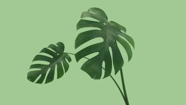 Monstera plant growing animation. Green background
