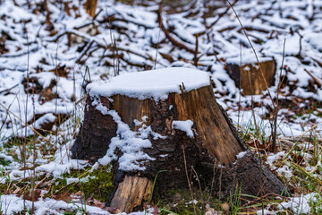 Ein Baumstumpf ist im Winter mit Schnee bedeckt