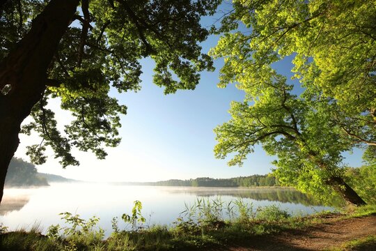 Spring oaks on the lake shore during sunrise, May, Poland