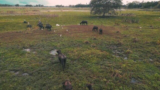 family of wild buffalos walking in a dry lake in Tissamaharama - Sri Lanka