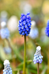 ムスカリの群生