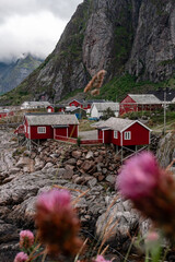 Lofoten lanscape in summer