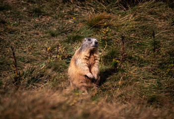 Alpine marmot in the grass