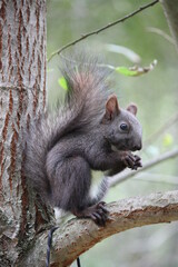 squirrel in the tree