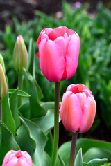 鮮やかな花の色