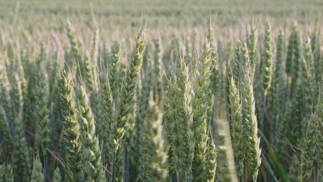 Green Unripe Wheat Ears. Wheat Crops Growing In A 
