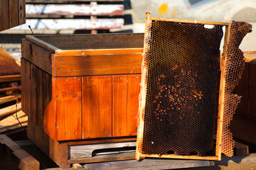 Damaged bee hive hidden in a park in winter sunny day. Czech Republic.