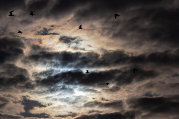 雲鳥太陽