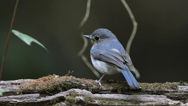  Indochinese Blue Flycatcher Bird watching in forest 