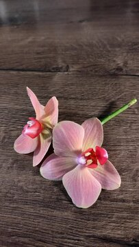 Orchid flower falls on wooden table. Vertical video.