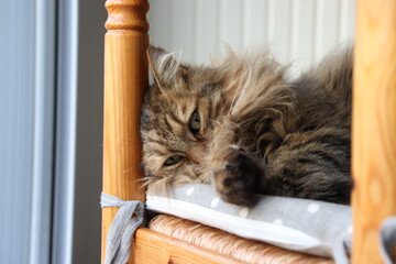 Chat 