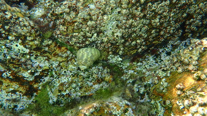 Sea snail Turbinate monodont (Phorcus turbinatus) undersea, Aegean Sea, Greece, Halkidiki