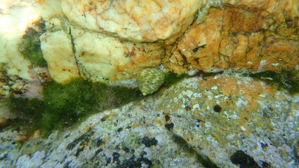 Sea snail Turbinate monodont (Phorcus turbinatus) undersea, Aegean Sea, Greece, Halkidiki
