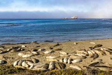 plage de san simeon et ses éléphants de mer