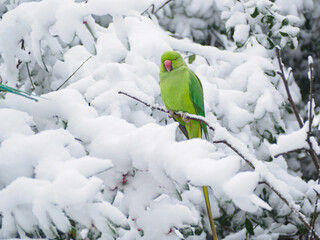 Parakeet on snow covered branch © Matthew