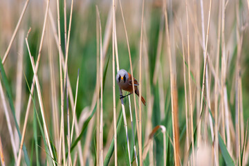 bird looking around  in woodland, Bearded Reedling, Panurus biarmicus