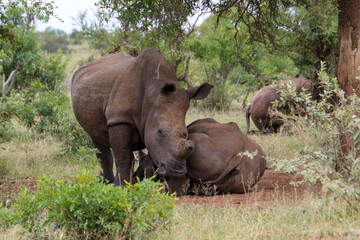 Fototapeta premium three white rhino in the wild